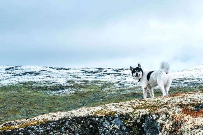 Husky is smiling to see the beauty