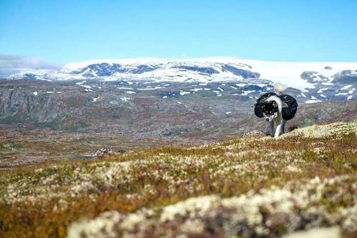 Husky the backpacker