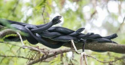 A snap of the snakes on the Snake Island