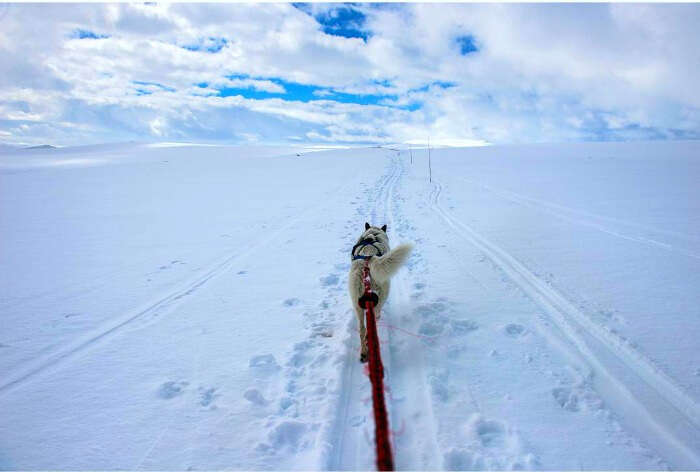 Husky moving in the snow