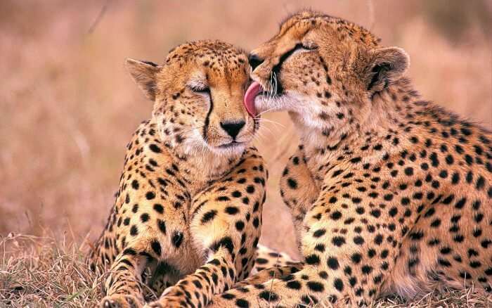 A pair of South African Cheetahs in Cheetah Reserve at Bloemfontein