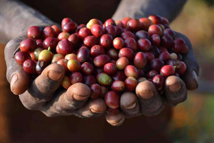 A farmer holding coffee seeds in his hands at Lambasingi