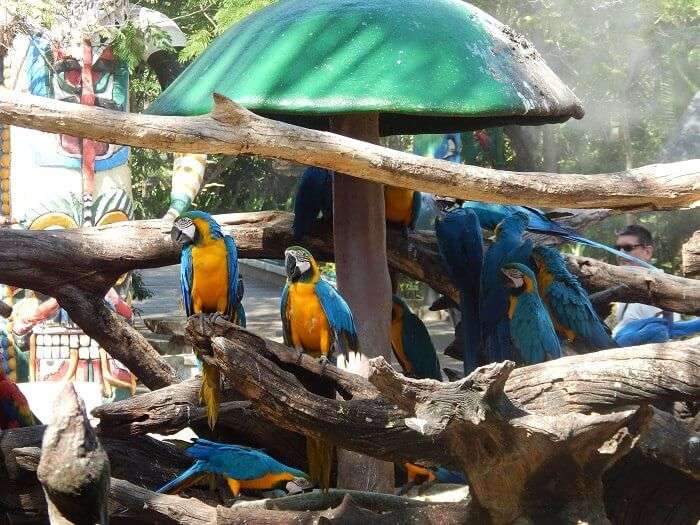 Birds in Safari Park Bangkok