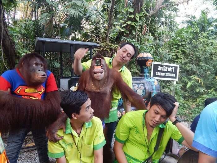 Chimpanzee show in Safari World Thailand