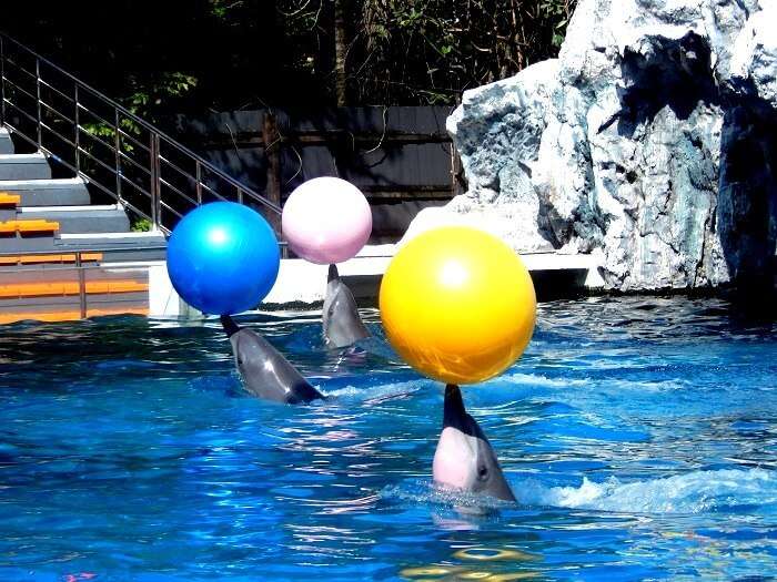 Dolphin show in Safari World