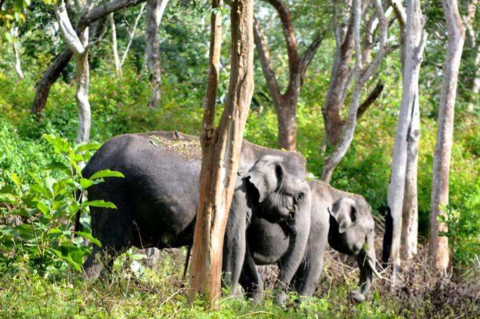 Elephants crossing the road to Ooty