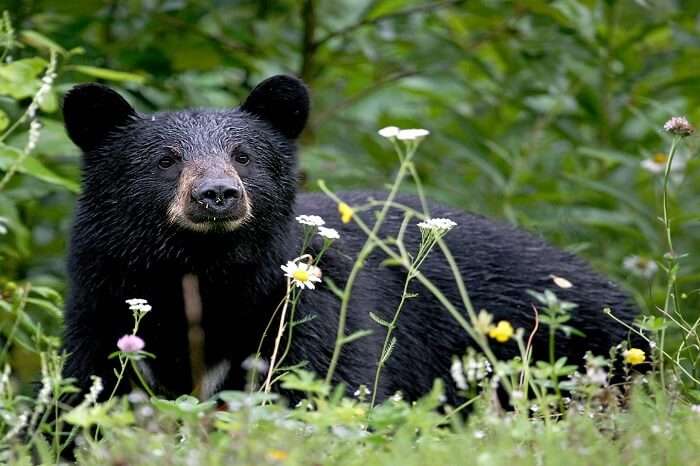 A lazy bear at Daroji Sloth Bear Sanctuary - One of the most unheard of unexplored places in India