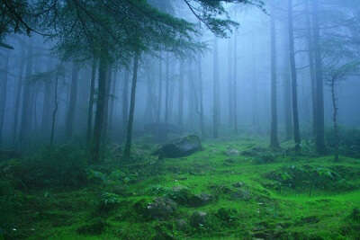 A view of the lush, dense forests in Lambasingi enveloped in thick fog