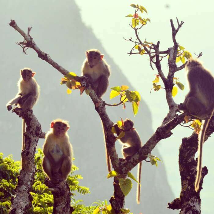A beautiful shot of Monkeys in the Hilss