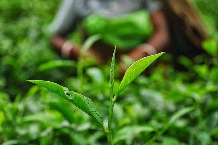 The tea leaves of Dooars, Darjeeling and a woman plucking them