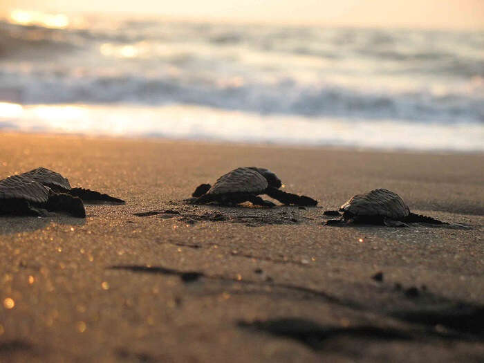 Little turtles on the banks of Velas village in Maharashtra - One of the most offbeat places in India