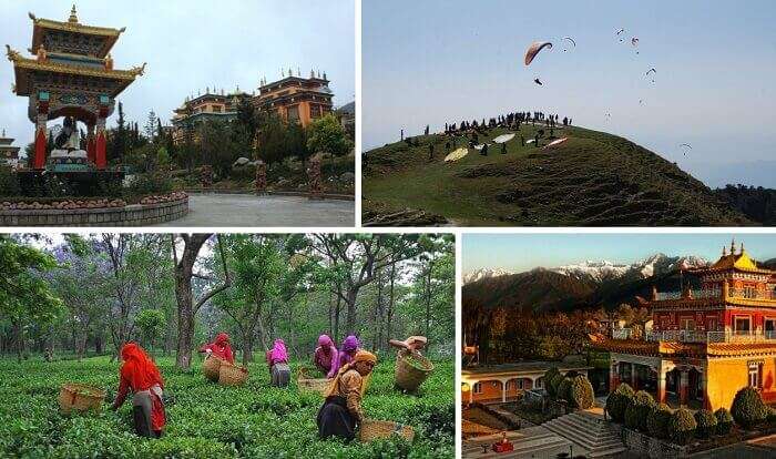 Scenes from the paragliding site, Deer Institute, and tea factory at Bir Billing
