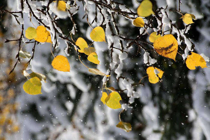 The branches of trees in Lambasingi draped with milky snow