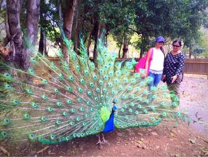 Admiring a beautiful peacock at Casela Park
