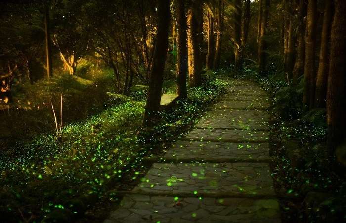 The beautiful fireflies in Pushkarwadi
