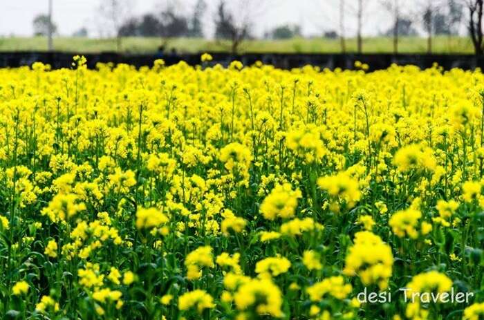 A beautiful shot of the sarso kie khet, inspired from DDLJ