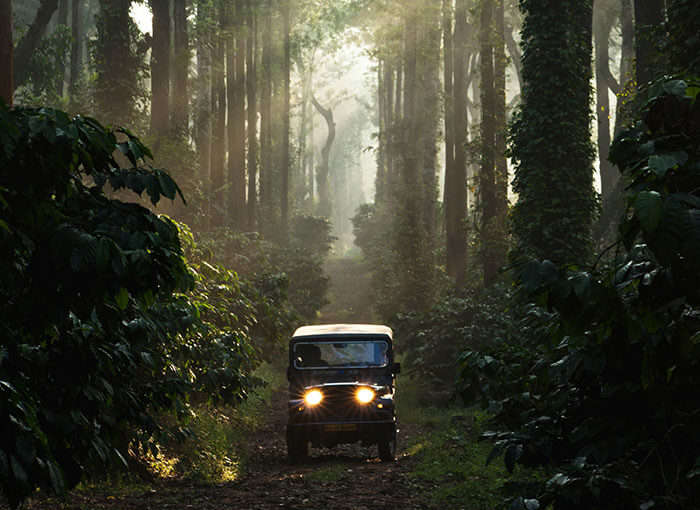 A road trip from Bangalore to Coorg leading through the jungle