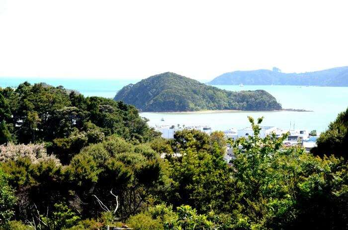 Blue water amidst lush green nature in NZ