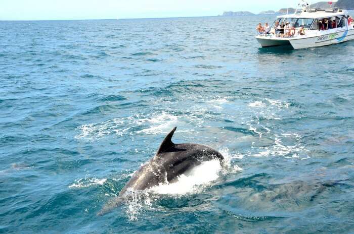 A beautiful dolphin in the clear waters in New Zealand