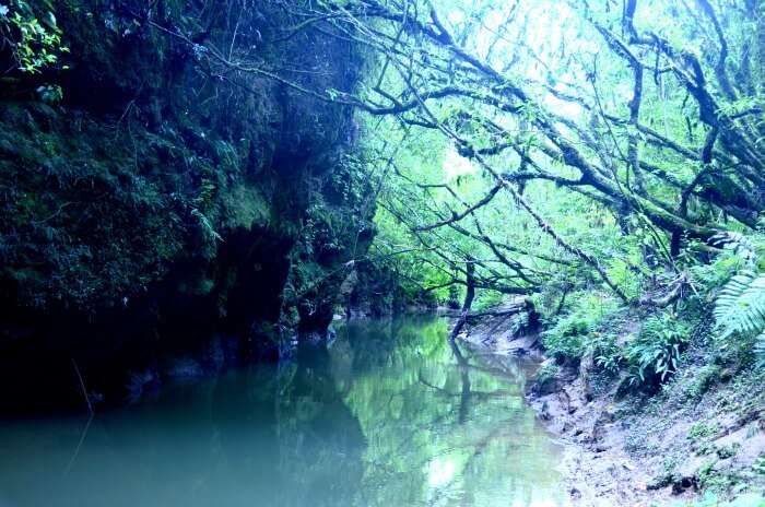 Stunning natural beauty of the glowworm caves