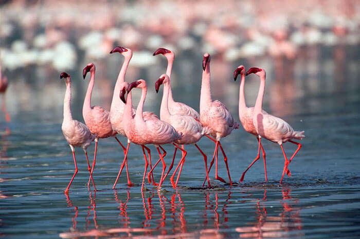 A pack of Flamingos, a delight for bird watchers taking a road trip to Kutch