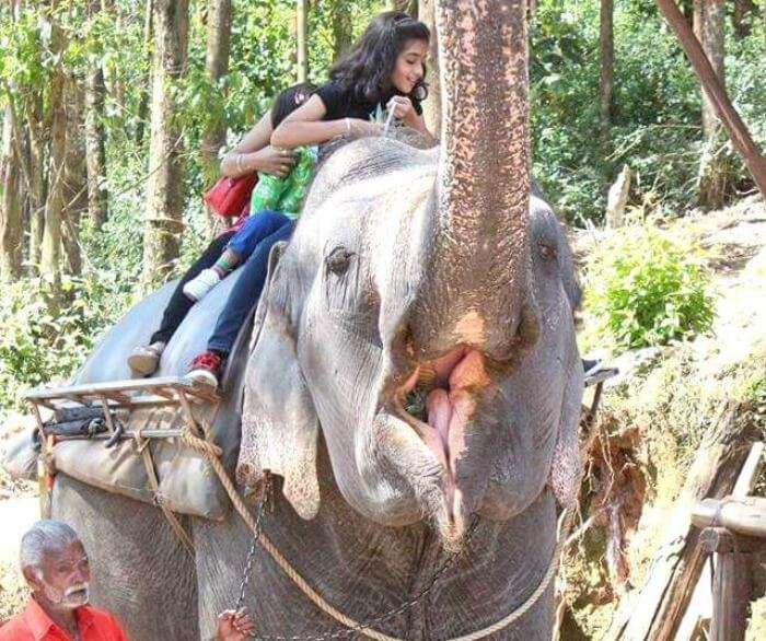 Yateen's elephant ride in Munnar