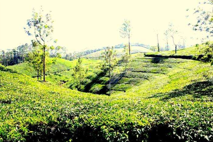 The beautiful view of the tea plantations in Munnar