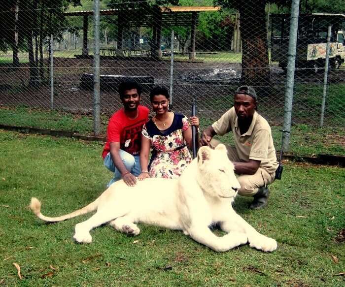 Interaction with Lions in Casela Nature Park