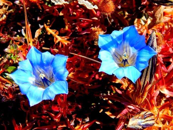 Blue Poppies in Bhutan