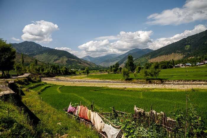 Expansive green fields of Kupwara in Jammu & Kashmir