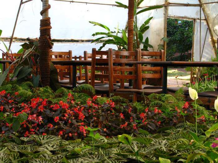 Strawberry plantation under gazebo at Mapro Gardens which is one of the best places to visit in Mahabaleshwar