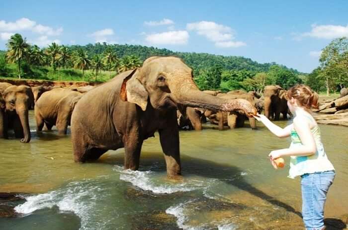 A tourist feeding the elephants at Pinnawala Elephant Orphanage