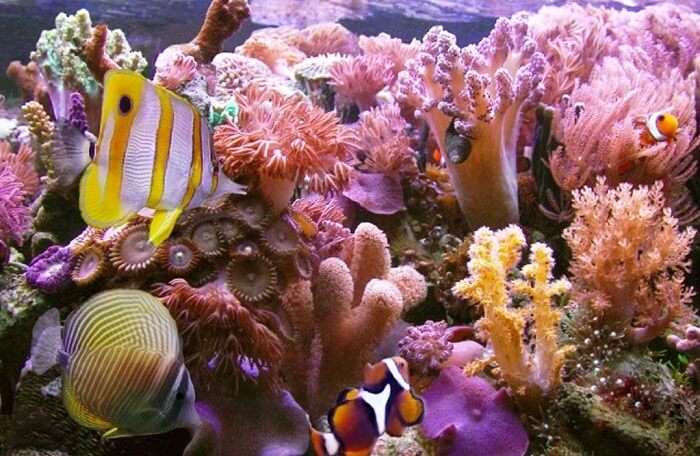 Rich colorful reefs at Bentota