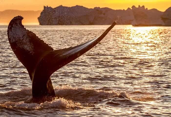 Tail of whale at Mirissa in Sri Lanka