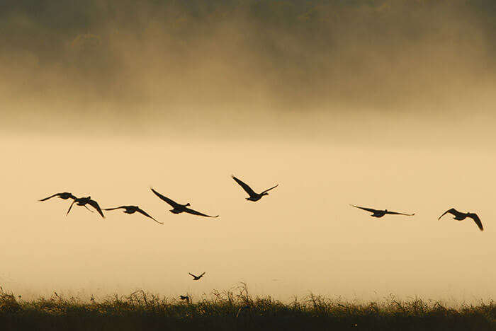 Jatinga in Assam, famous for mass bird suicide