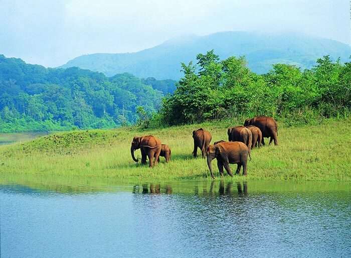 thekkady forest & visit to wildlife