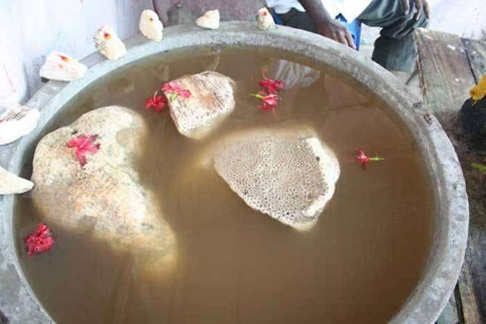 Stones of Rama Setu bridge floating in a tank in Rameshwaram