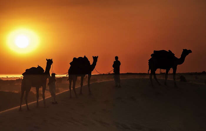 Camel rides from tents and camps take you to sand dunes for the sunset view in Jaisalmer
