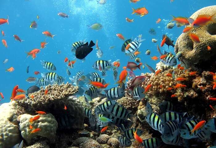 Beautiful fishes and colorful reefs in Sentosa Underwater World