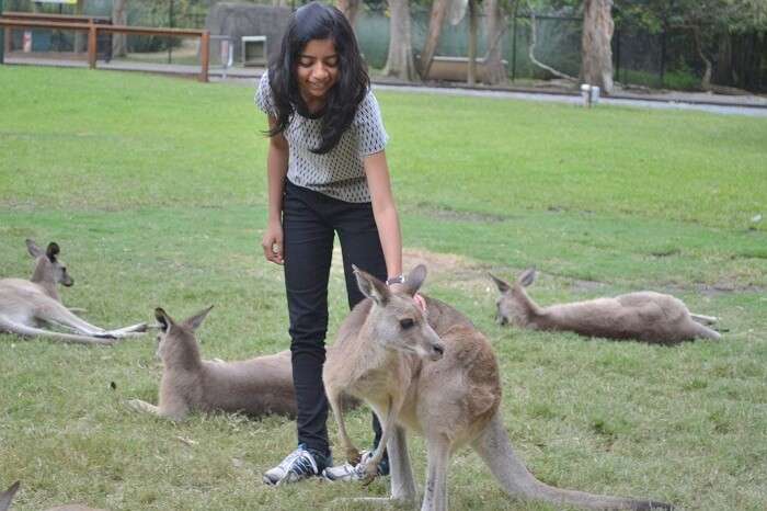 Cuddling Kangaroo at Currumbin Wildlife Sanctuary