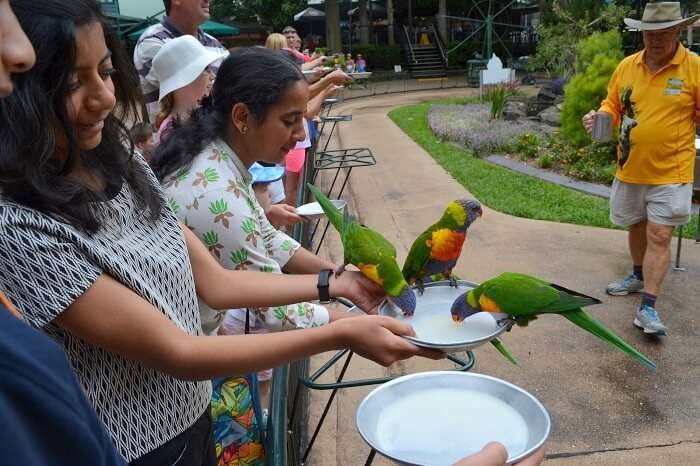 Feeding Parakeet Currumbin Wildlife Sanctuary