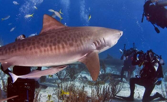 Dive with the sharks in the Underwater World of Singapore