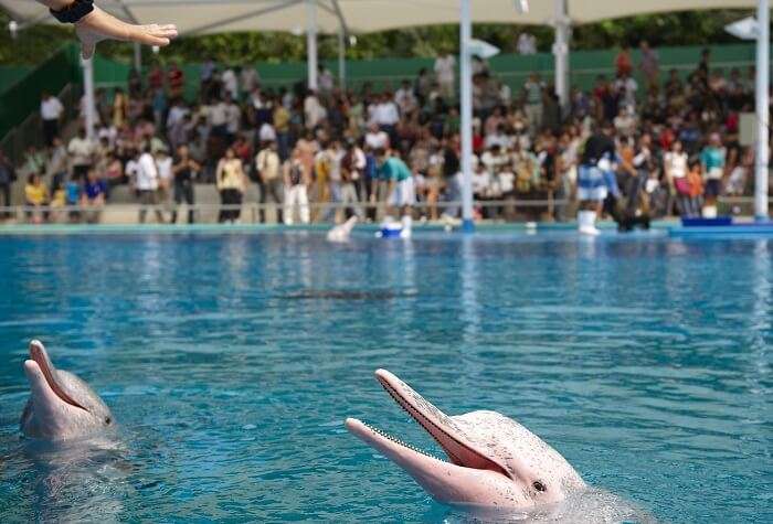 Two happy dolphins at Dolphin Lagoon in Sentosa Underwater World