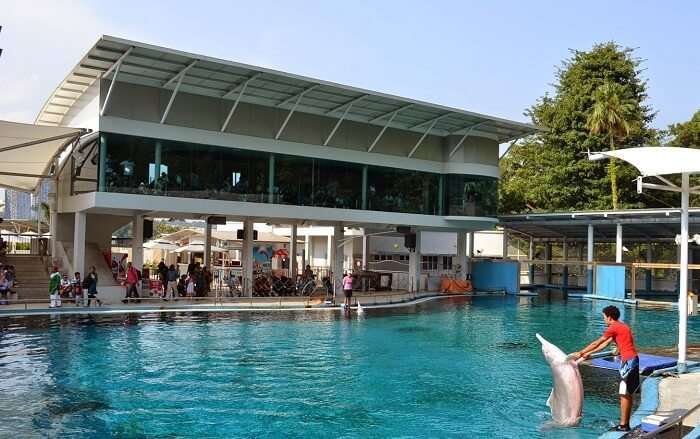 Dolphin Suite in Sentosa Underwater World