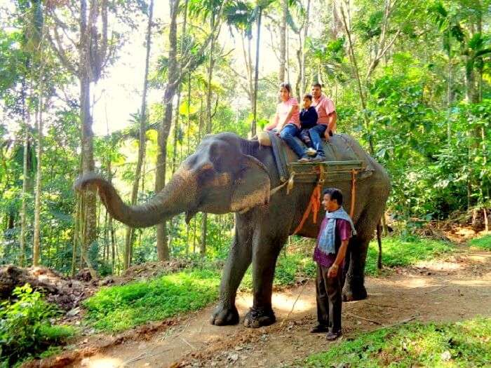 Elephant ride in Elephant Park enroute Kochi