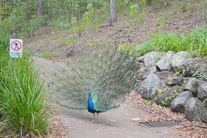 Feathers Open Peacock at Currumbin Wildlife Sanctuary Australia