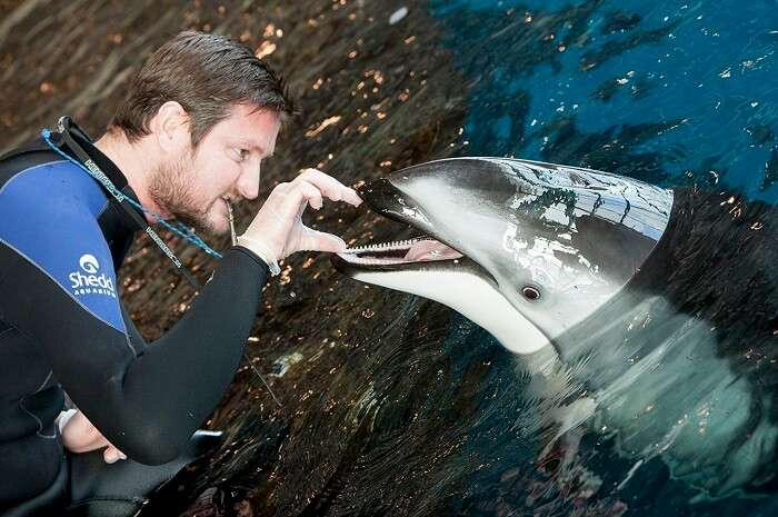 A diver feeding the dolphin of Sentosa Underwater World
