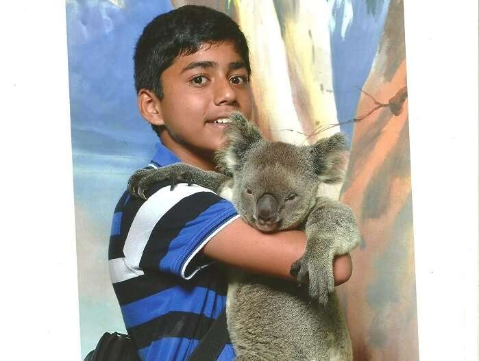 Kuala Bear in Currumbin Wildlife Sanctuary Australia