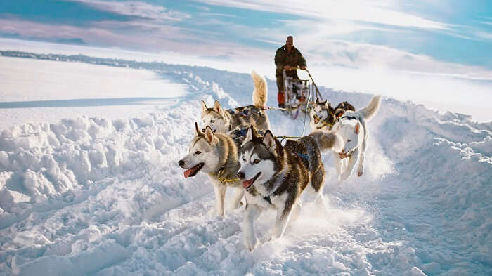 Husky Safari at Kakslauttanen Village is one of the recreational activities you can indulge in