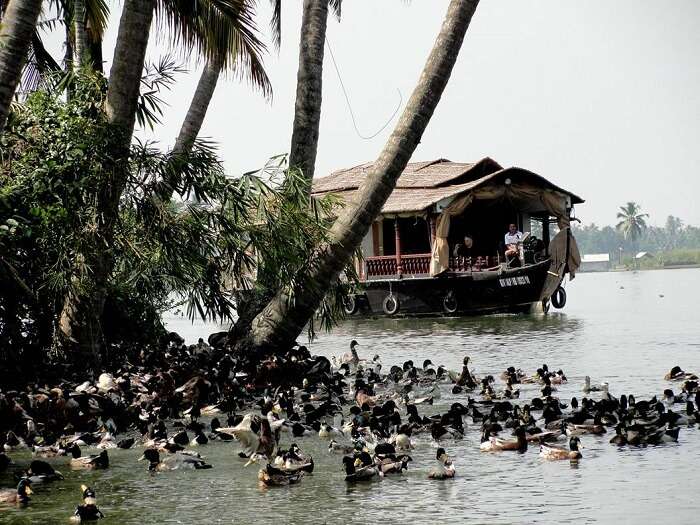 Learning about duck farming is among the major Alleppey attractions